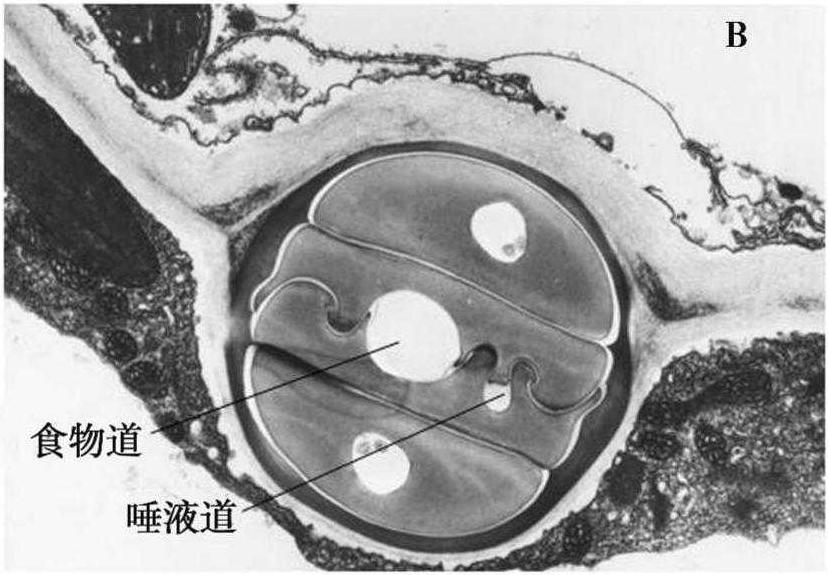 一、刺吸式昆蟲的主要類別及特點